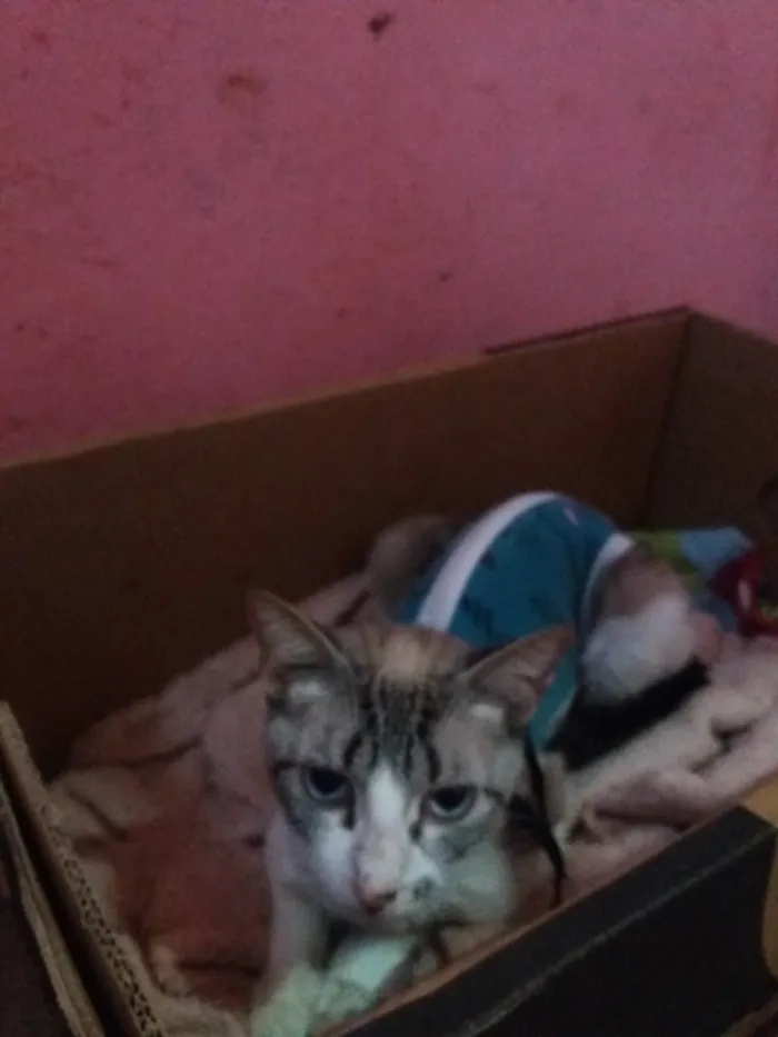 Gato raça SRD-ViraLata idade 2 a 6 meses nome Anitta