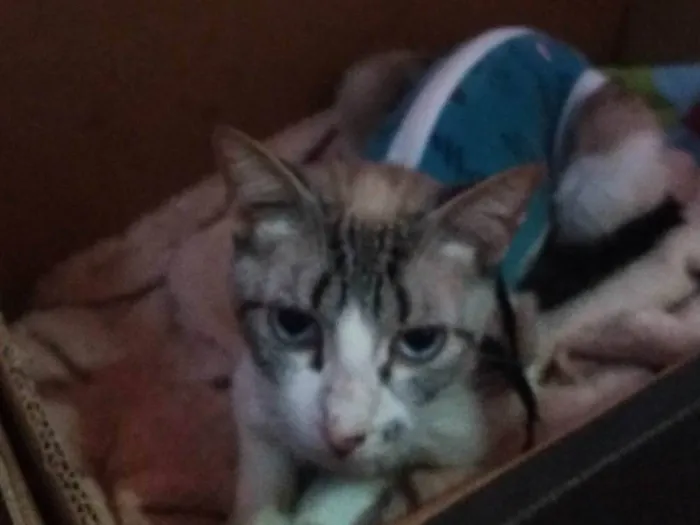 Gato raça SRD-ViraLata idade 2 a 6 meses nome Anitta