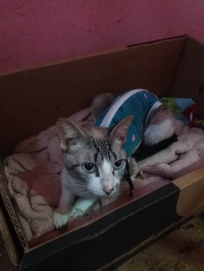 Gato raça SRD-ViraLata idade 2 a 6 meses nome Anitta