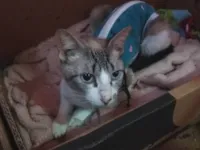 Gato raça SRD-ViraLata idade 2 a 6 meses nome Anitta