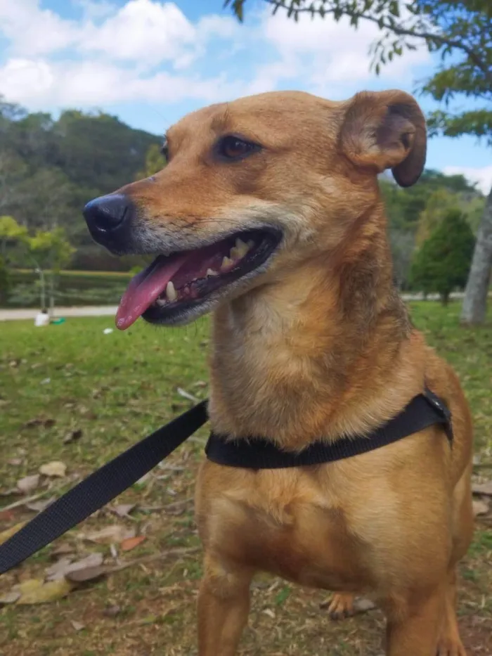Cachorro ra a SRD-ViraLata idade 2 anos nome TUTY
