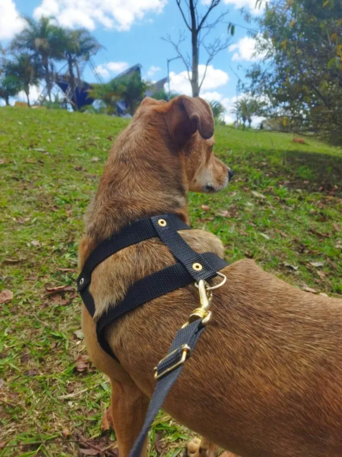 Cachorro ra a SRD-ViraLata idade 2 anos nome TUTY