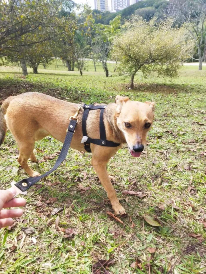 Cachorro ra a SRD-ViraLata idade 2 anos nome TUTY