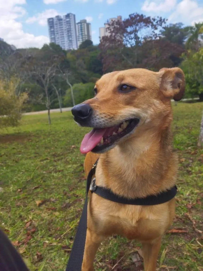 Cachorro ra a SRD-ViraLata idade 2 anos nome TUTY