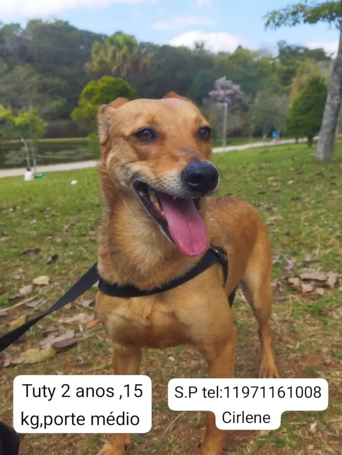 Cachorro ra a SRD-ViraLata idade 2 anos nome TUTY