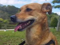 Cachorro raça SRD-ViraLata idade 2 anos nome Caio