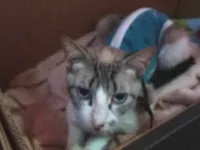 Gato raça SRD-ViraLata idade 2 a 6 meses nome Anitta
