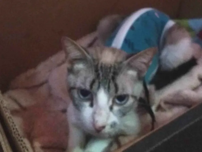 Gato raça SRD-ViraLata idade 2 a 6 meses nome Anitta