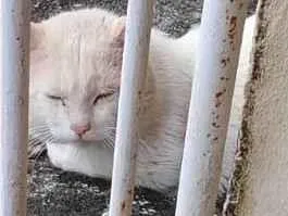 Gato ra a SRD-ViraLata idade 1 ano nome Não identificado 