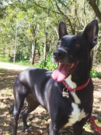 Cachorro ra a SRD-ViraLata idade 2 anos nome Hanna banana