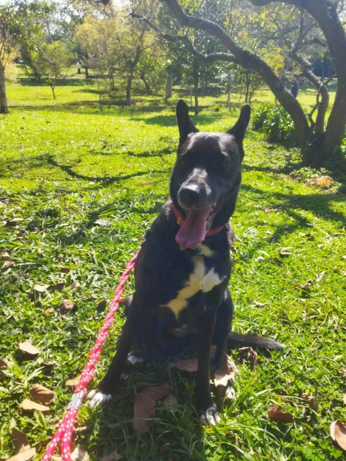 Cachorro ra a SRD-ViraLata idade 2 anos nome Hanna banana