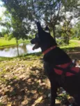 Cachorro ra a SRD-ViraLata idade 2 anos nome Hanna banana