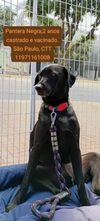 Cachorro raça SRD-ViraLata idade 2 anos nome Pantera negra 