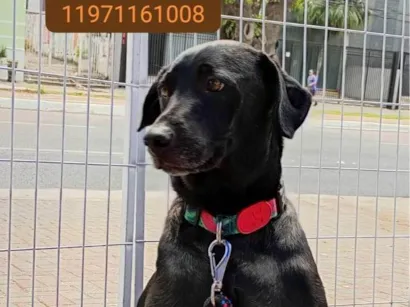 Cachorro raça SRD-ViraLata idade 2 anos nome Pantera negra 