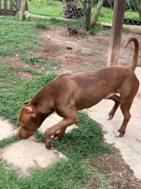 Cachorro ra a Pit-Bull idade 3 anos nome Thor 