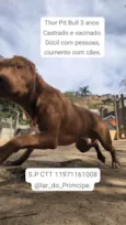 Cachorro ra a Pit-Bull idade 3 anos nome Thor 