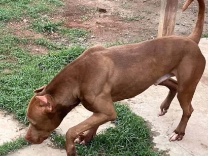 Cachorro raça Pit-Bull idade 3 anos nome Thor 