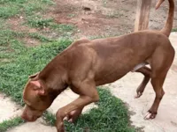 Cachorro ra a Pit-Bull idade 3 anos nome Thor 