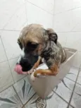 Cachorro ra a SRD-ViraLata idade 1 ano nome Filó 