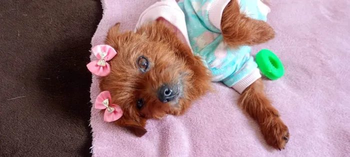 Cachorro ra a Yorkshire idade 3 anos nome Mel