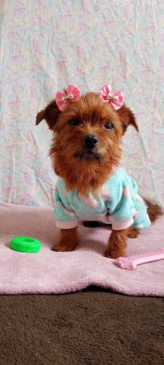 Cachorro ra a Yorkshire idade 3 anos nome Mel