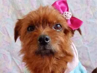 Cachorro raça Yorkshire idade 3 anos nome Mel