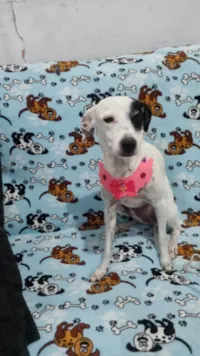 Cachorro raça SRD-ViraLata idade 1 ano nome Maria