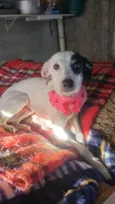 Cachorro ra a SRD-ViraLata idade 1 ano nome Maria