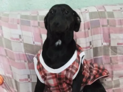 Cachorro raça SRD-ViraLata idade 2 anos nome Sabará 