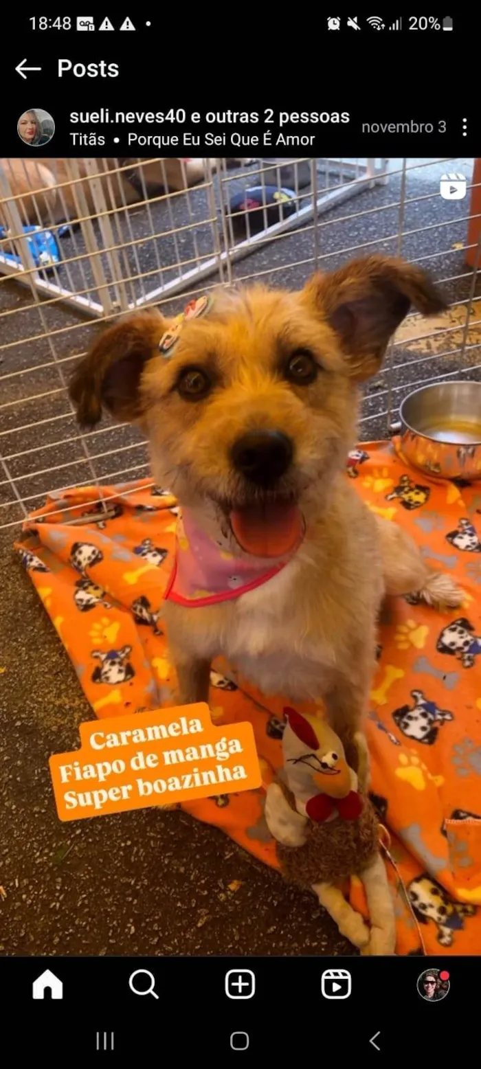 Cachorro ra a SRD-ViraLata idade 7 a 11 meses nome Fiapa 