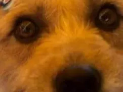 Cachorro raça SRD-ViraLata idade 7 a 11 meses nome Fiapa 