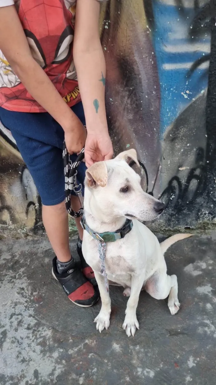 Cachorro ra a SRD-ViraLata idade 1 ano nome Sorriso 