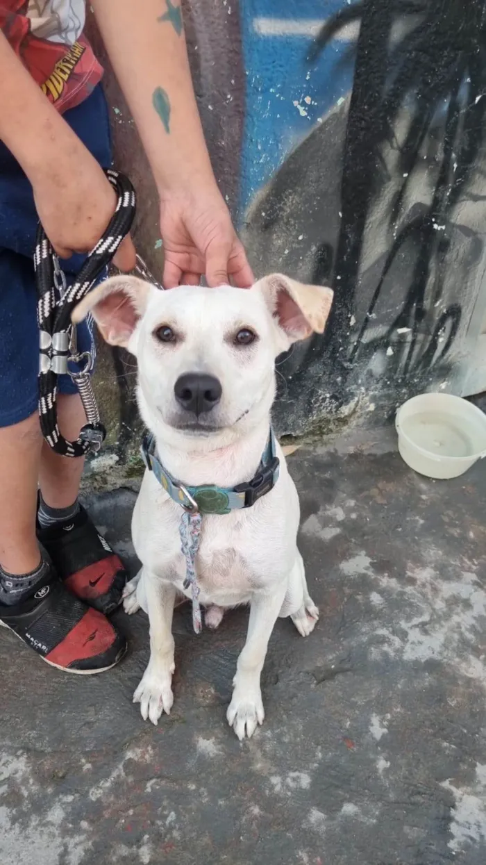 Cachorro ra a SRD-ViraLata idade 1 ano nome Sorriso 