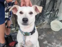 Cachorro ra a SRD-ViraLata idade 1 ano nome Sorriso 