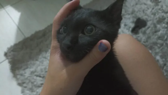 Gato ra a SRD-ViraLata idade 2 a 6 meses nome cafe