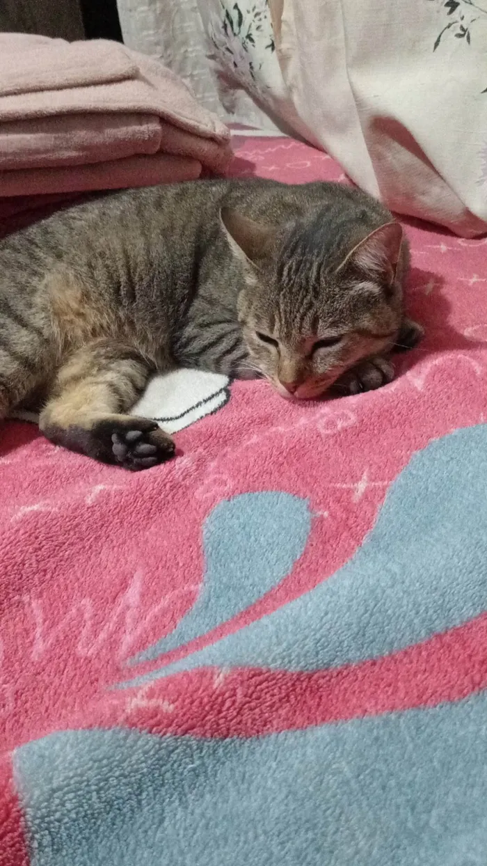 Gato ra a SRD-ViraLata idade 1 ano nome Flor