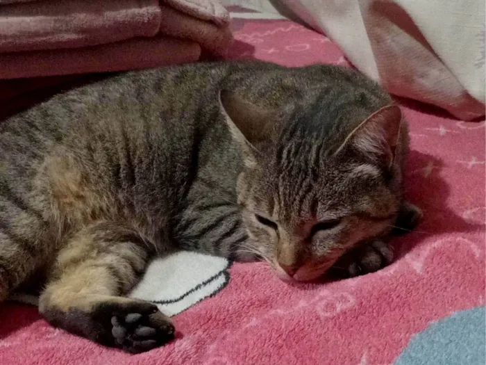 Gato ra a SRD-ViraLata idade 1 ano nome Flor