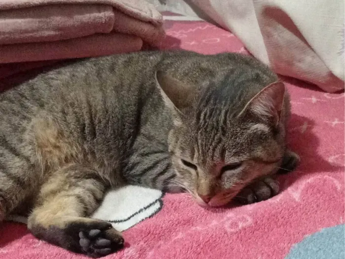 Gato ra a SRD-ViraLata idade 1 ano nome Flor