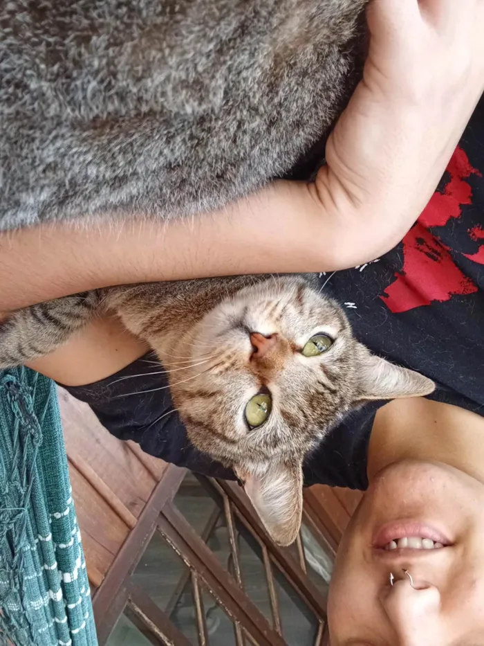 Gato ra a SRD-ViraLata idade 1 ano nome Flor