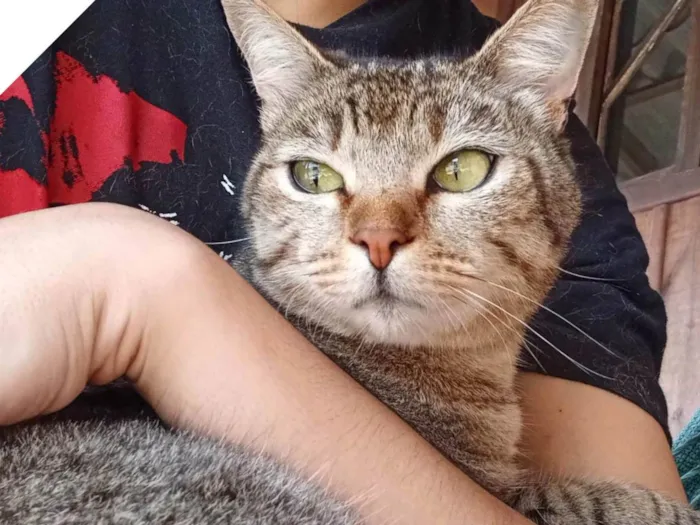 Gato ra a SRD-ViraLata idade 1 ano nome Flor