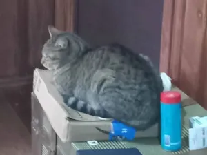 Gato raça SRD-ViraLata idade 1 ano nome Flor