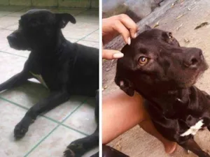 Cachorro raça SRD-ViraLata idade 4 anos nome Balto