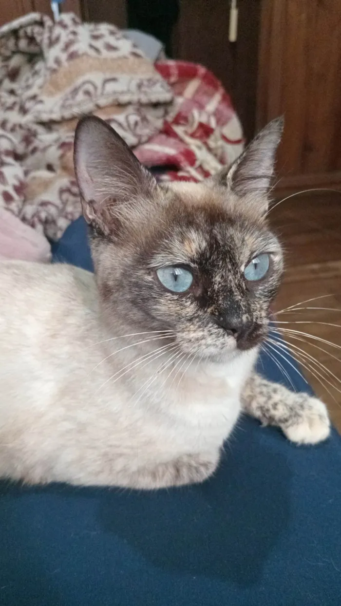 Gato ra a SRD-ViraLata idade 7 a 11 meses nome Ester