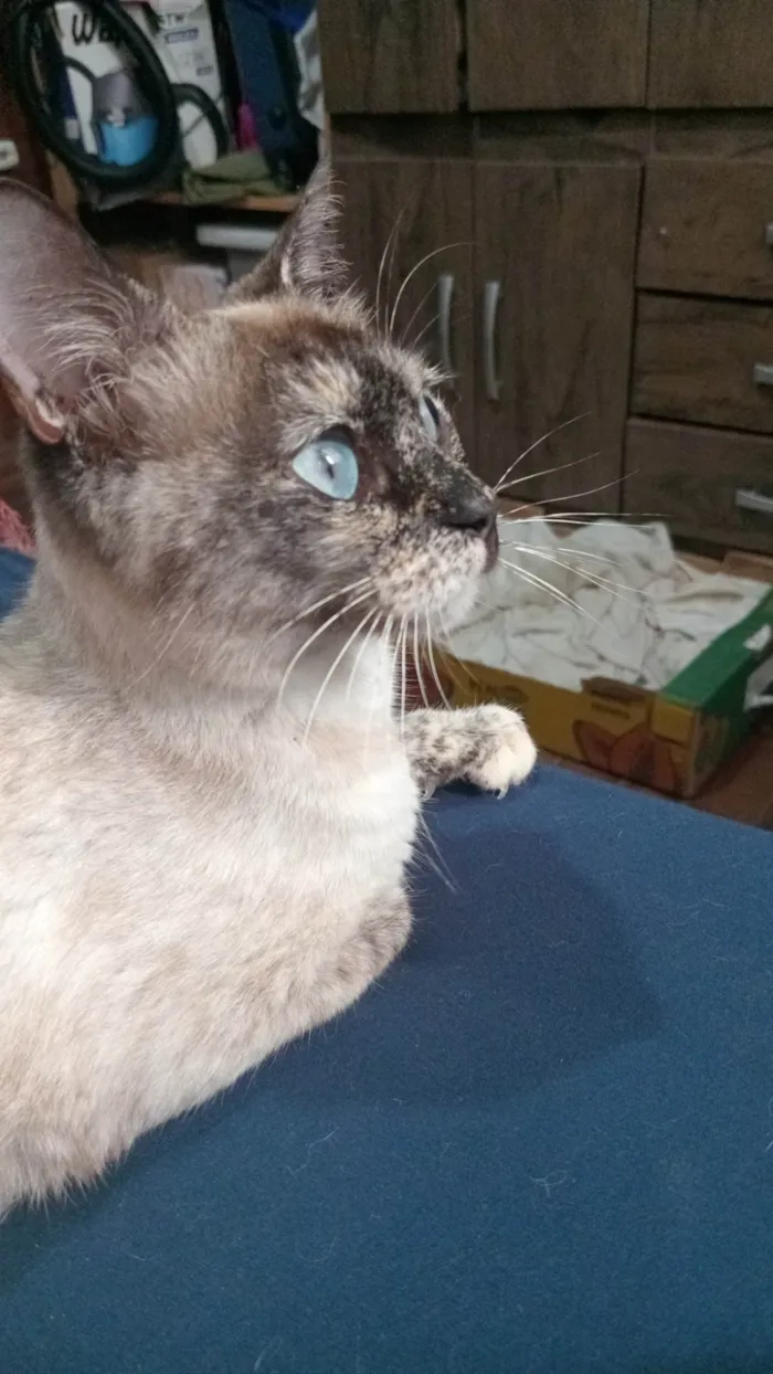 Gato ra a SRD-ViraLata idade 7 a 11 meses nome Ester