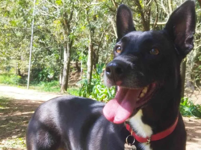 Cachorro raça SRD-ViraLata idade 2 anos nome Hanna banana