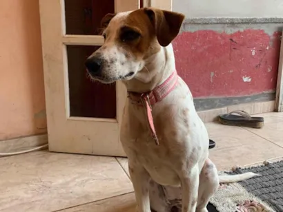 Cachorro raça SRD-ViraLata idade 1 ano nome Amora