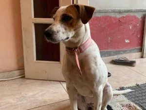 Cachorro ra a SRD-ViraLata idade 1 ano nome Amora