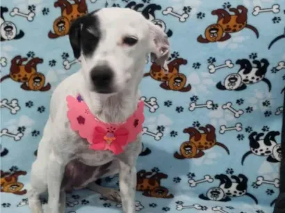 Cachorro raça SRD-ViraLata idade 1 ano nome Maria