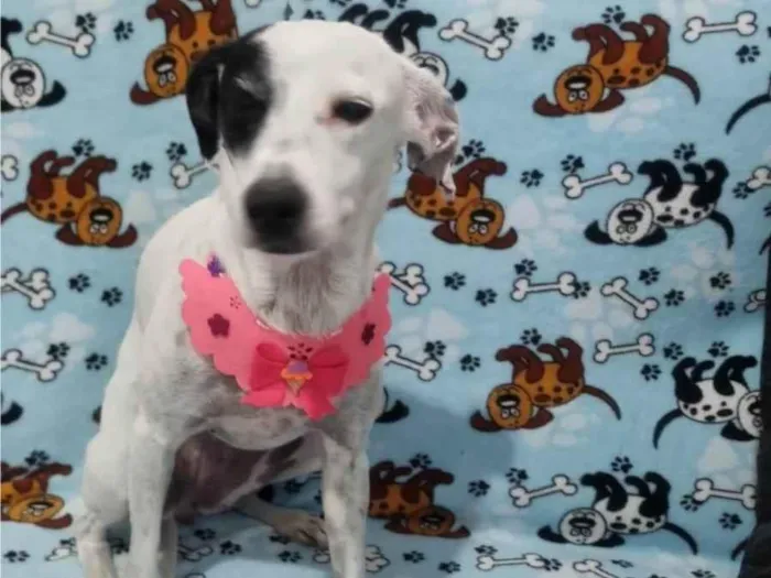 Cachorro raça SRD-ViraLata idade 1 ano nome Maria