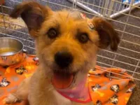 Cachorro raça SRD-ViraLata idade 7 a 11 meses nome Fiapa 